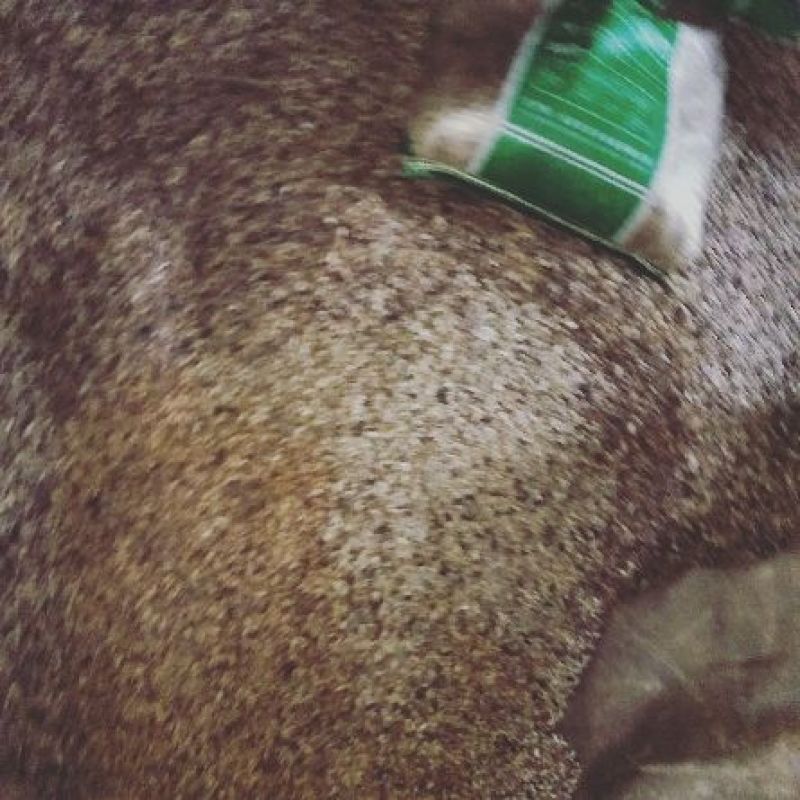 青刺果