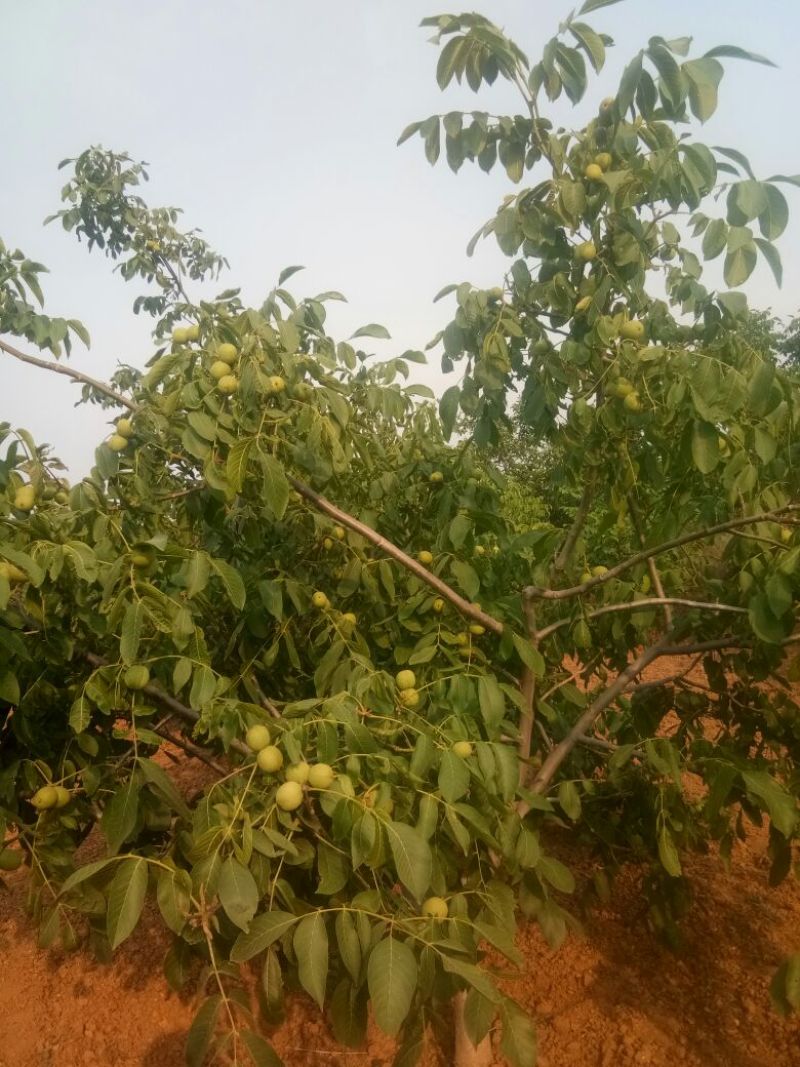 纸皮核桃，皮薄，饱满，口感好，干，鲜均可