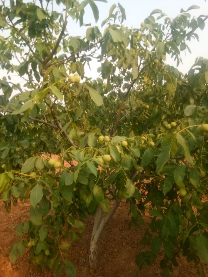 纸皮核桃，皮薄，饱满，口感好，干，鲜均可