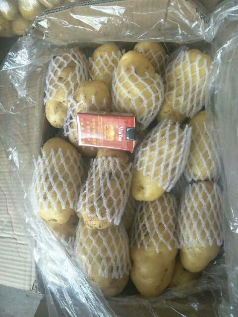 荷兰十五土豆2两以上通货