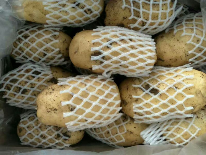 荷兰十五土豆2两以上通货
