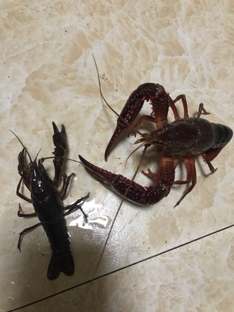 克氏原螯虾小龙虾主养6-8钱（30-40克）活虾