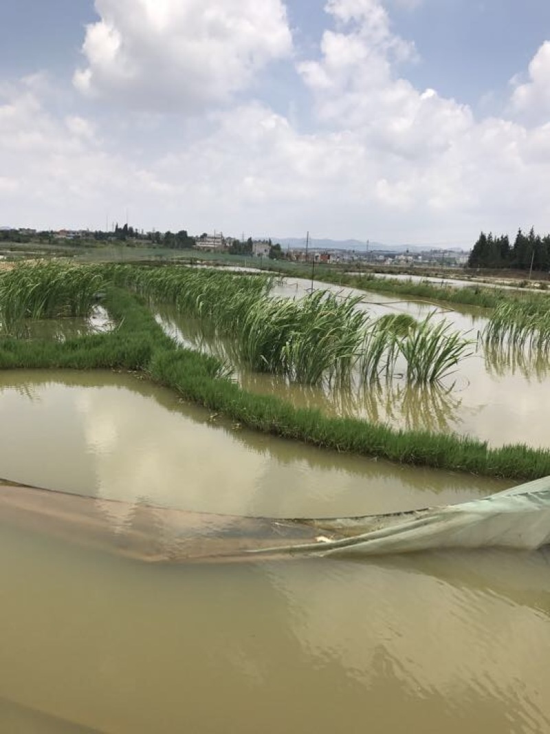 克氏原螯虾小龙虾主养6-8钱（30-40克）活虾