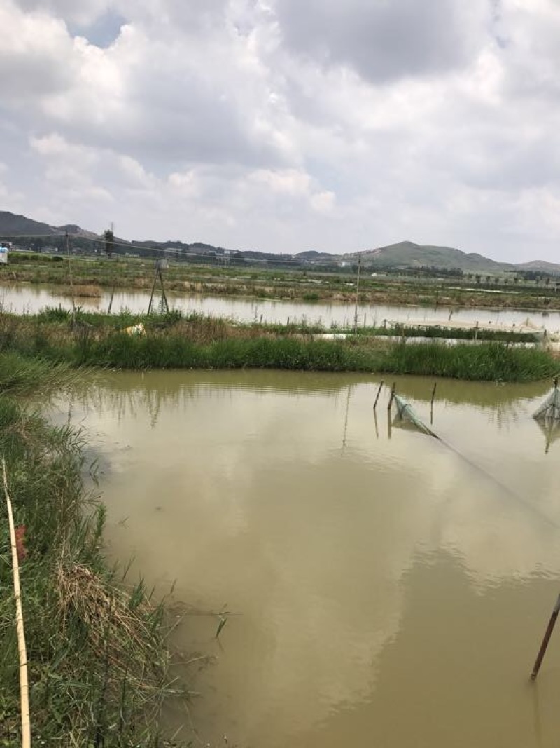 克氏原螯虾小龙虾主养6-8钱（30-40克）活虾