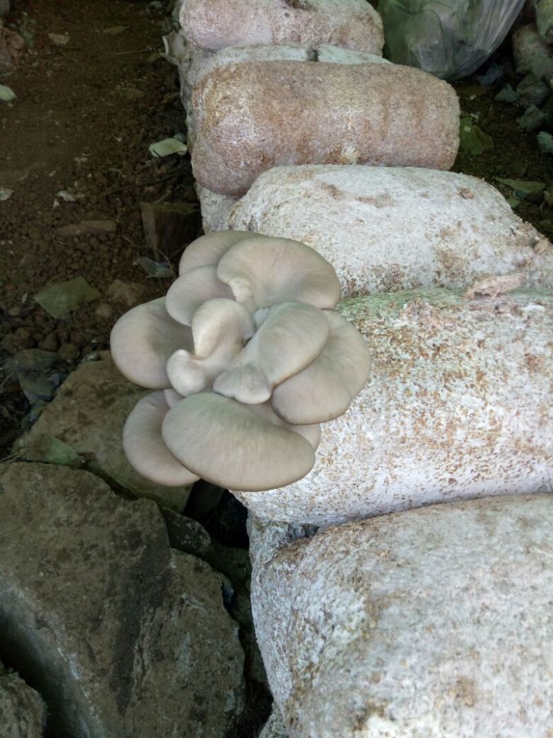 平菇