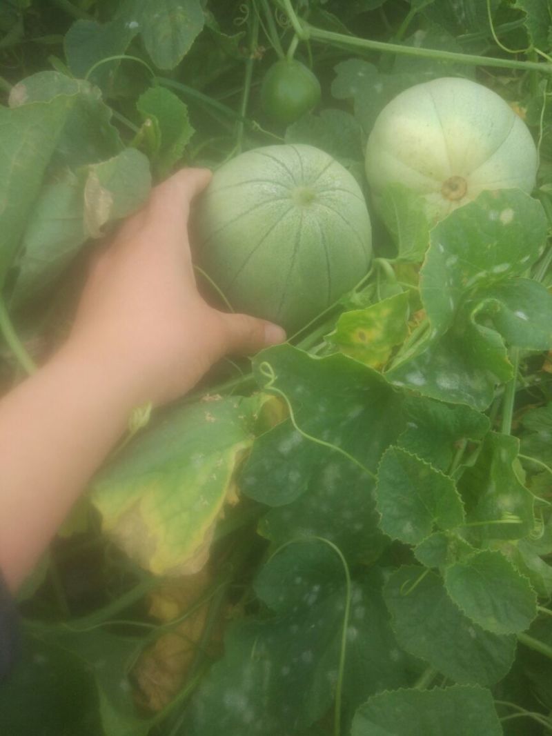 绿皮