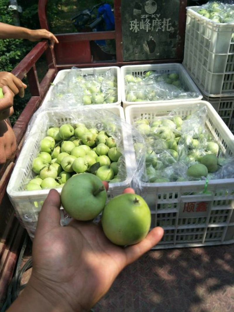 金帅苹果黄元帅苹果大量批发当天采摘货源充足