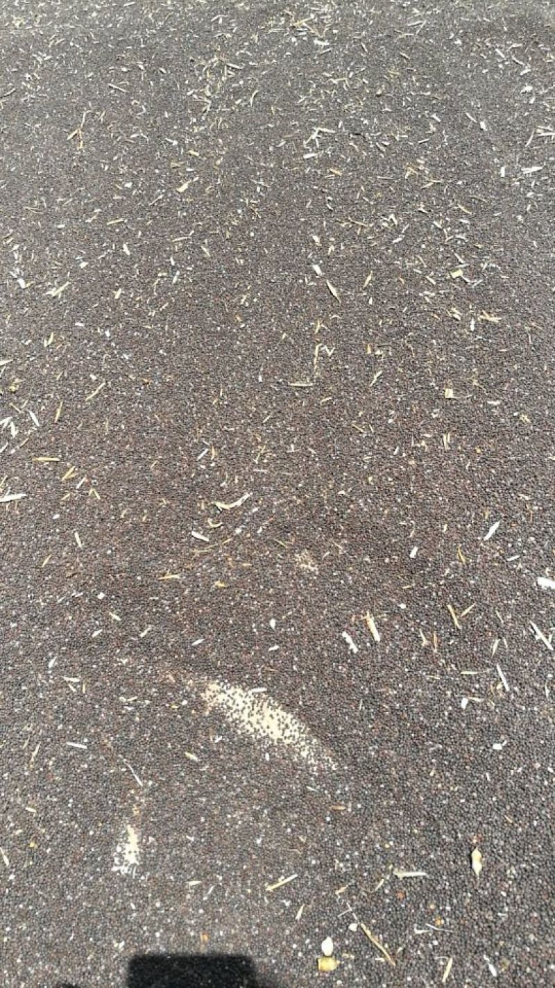 油菜籽