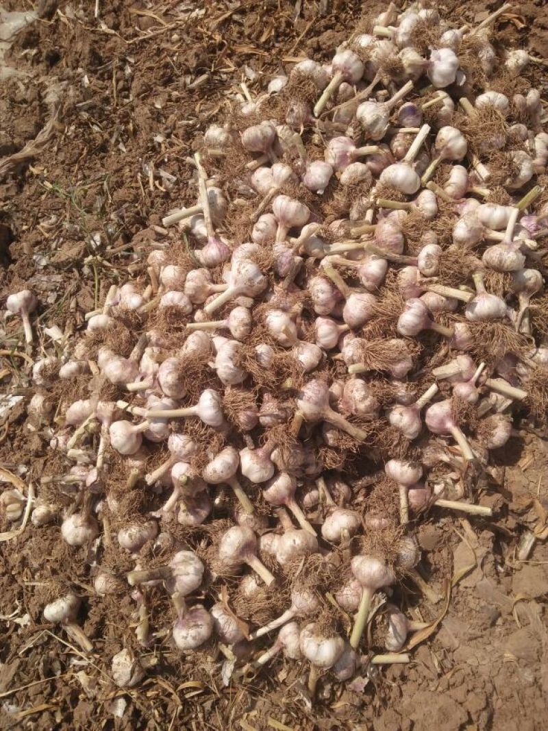 河北馆陶紫皮蒜金磊果蔬大量供应产地杂交大蒜优质鲜蒜