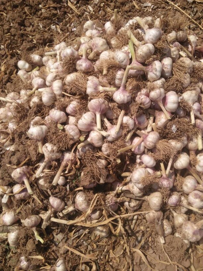 河北馆陶紫皮蒜金磊果蔬大量供应产地杂交大蒜优质鲜蒜