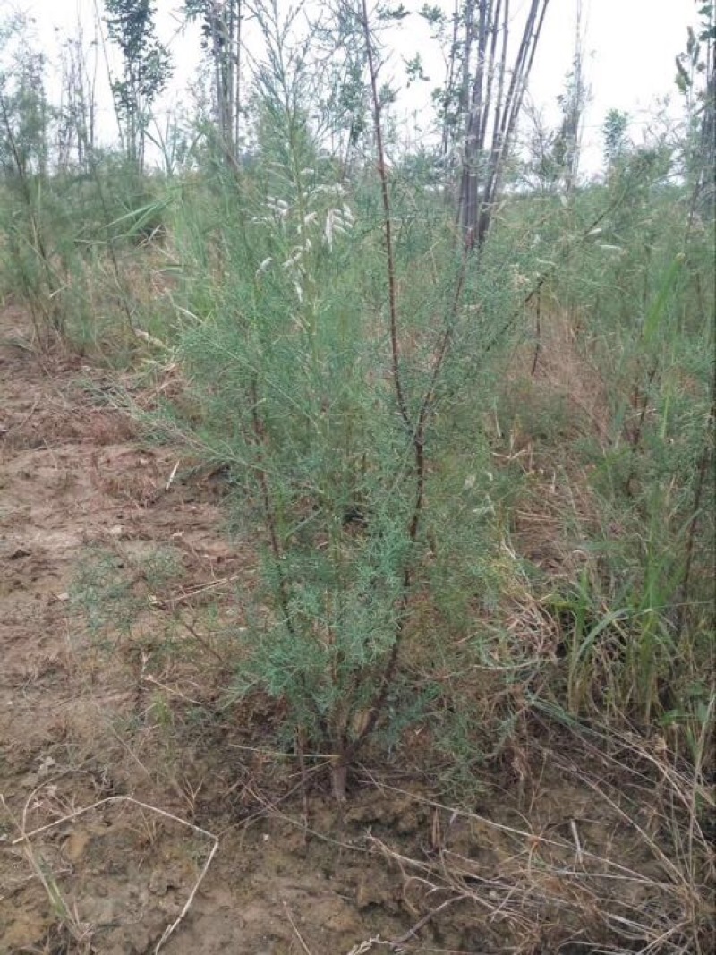 红柳（柽柳）0.5~1米