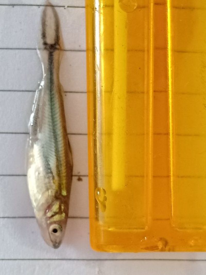 巴沙鱼苗