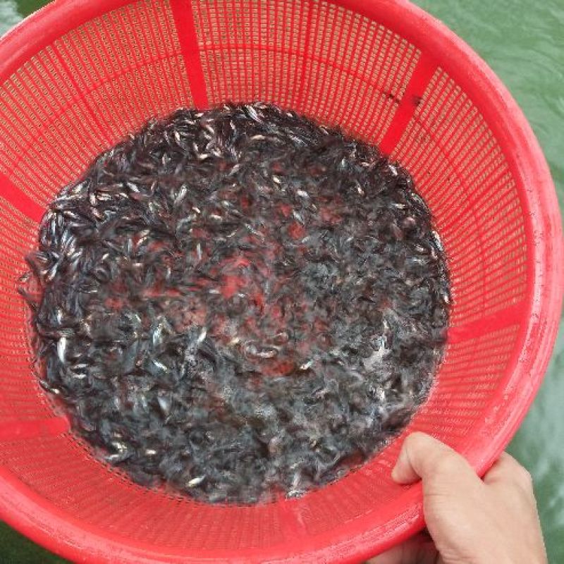 巴沙鱼苗