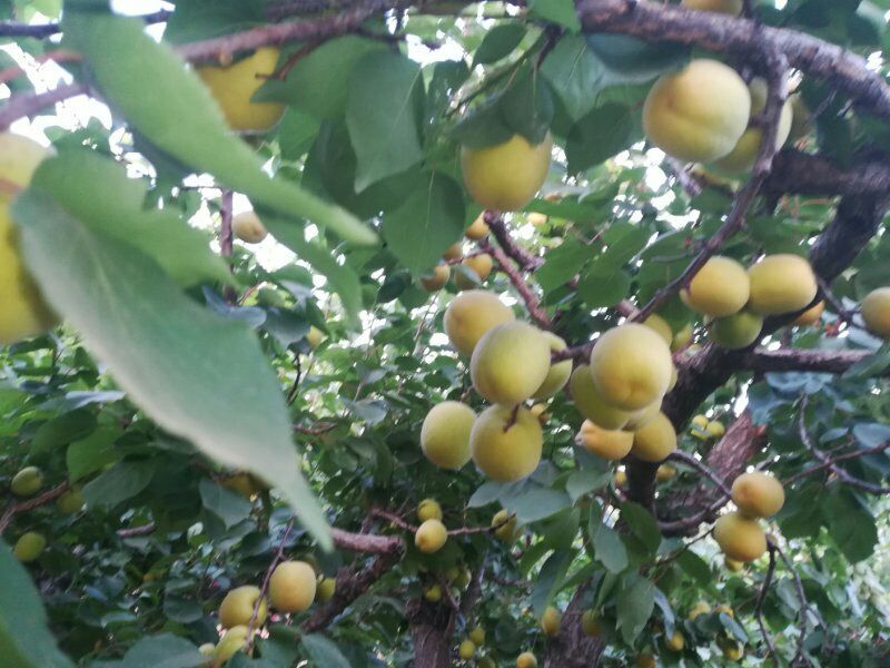 凯特杏