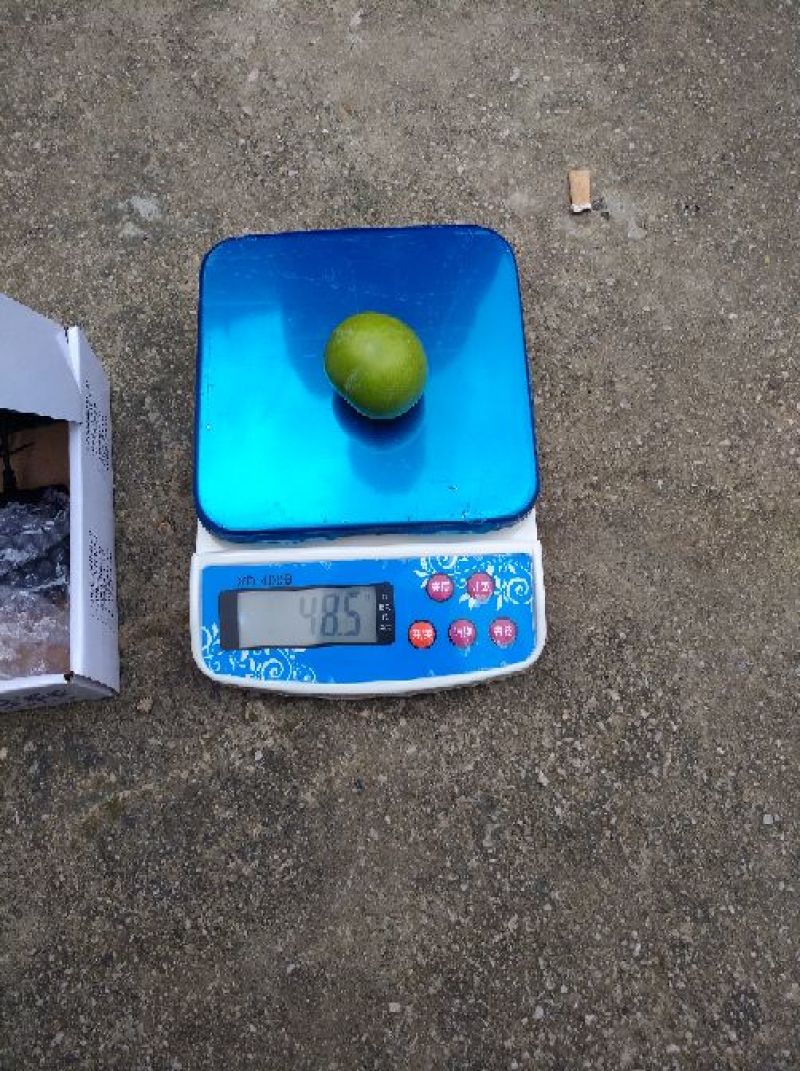 贵州六马四月李