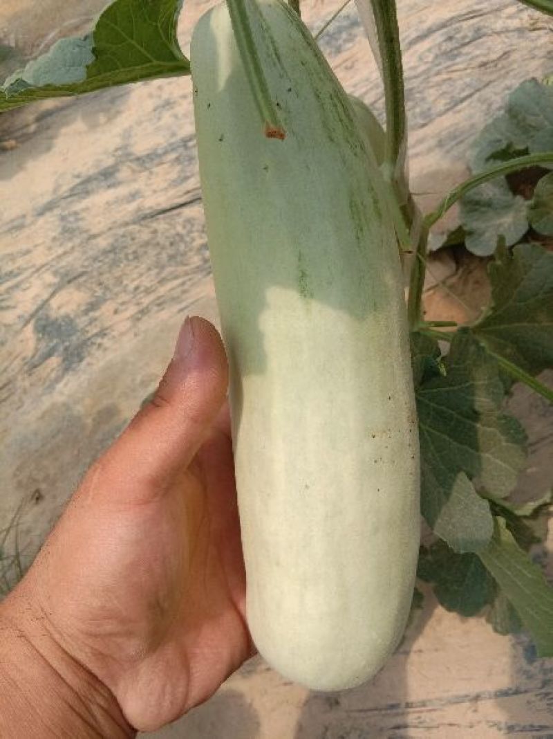 博洋9.绿宝,杨家蜜花仙子