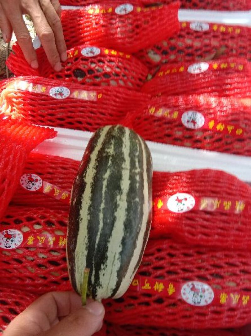 博洋9.绿宝,杨家蜜花仙子