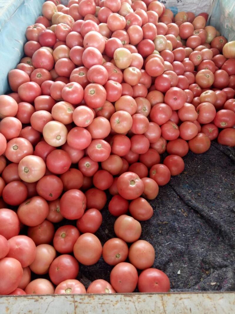 硬粉西红柿,精品,弧三以上，产地直销！发往全国各地。