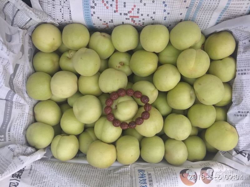香白杏表面干净口感好什么品质都有