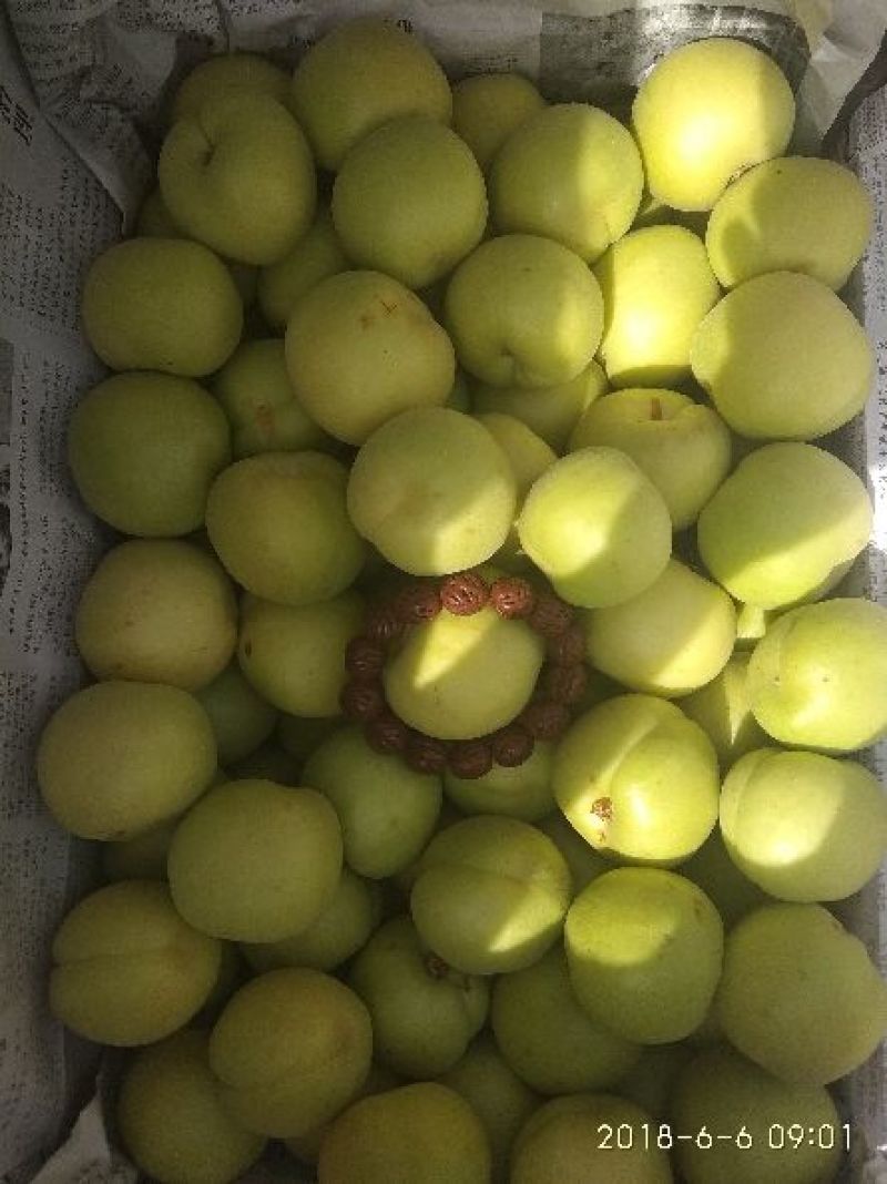 香白杏表面干净口感好什么品质都有