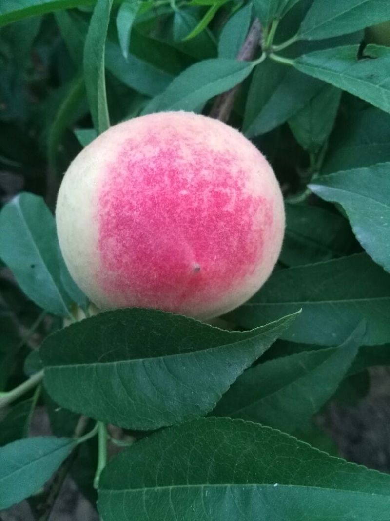 【好货源充足，自己家苗子】早熟仙桃树苗
