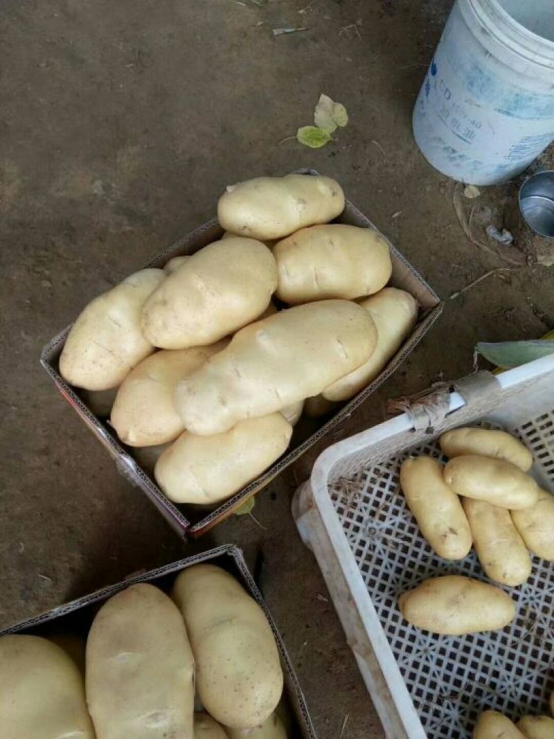 荷兰土豆