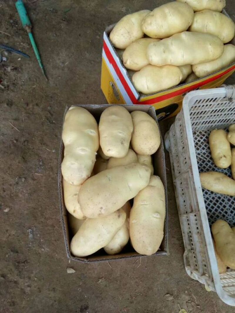 荷兰土豆