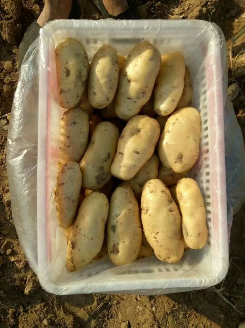 荷兰土豆