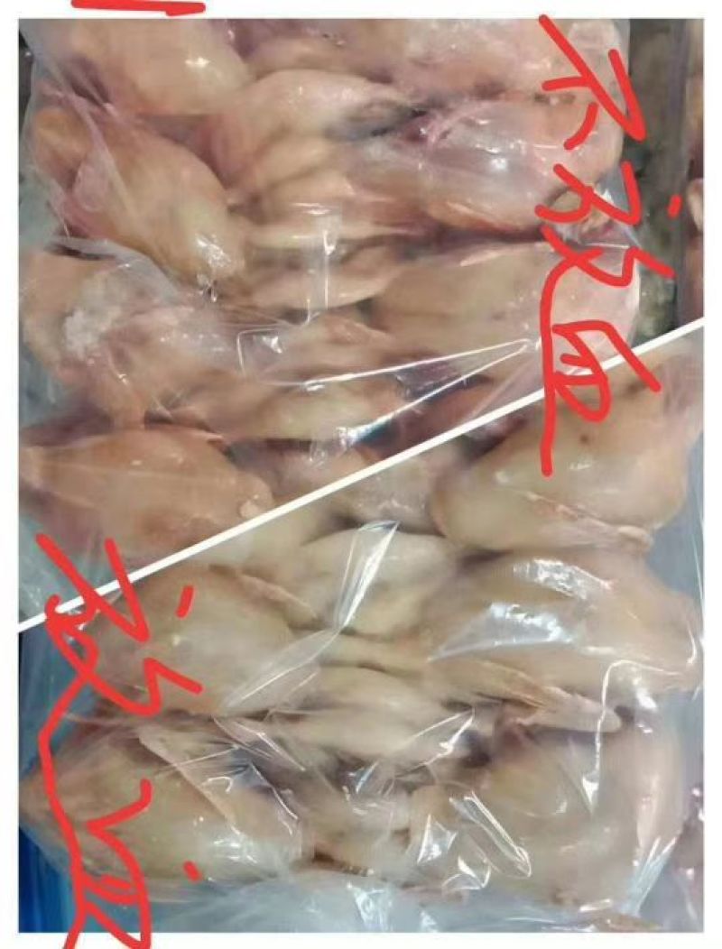 乳鸽，鹌鹑。厂家直销品质保证。