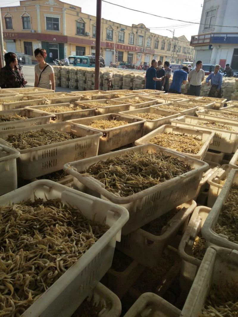 凤尾鱼