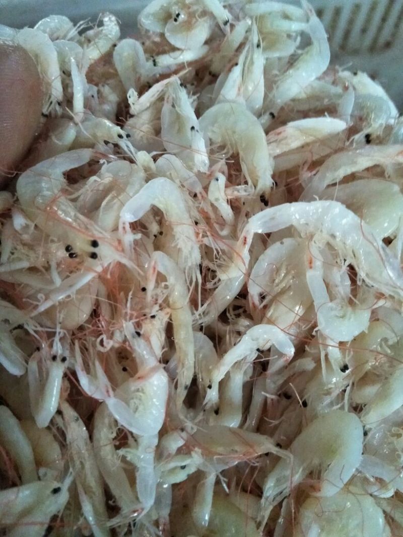 凤尾鱼