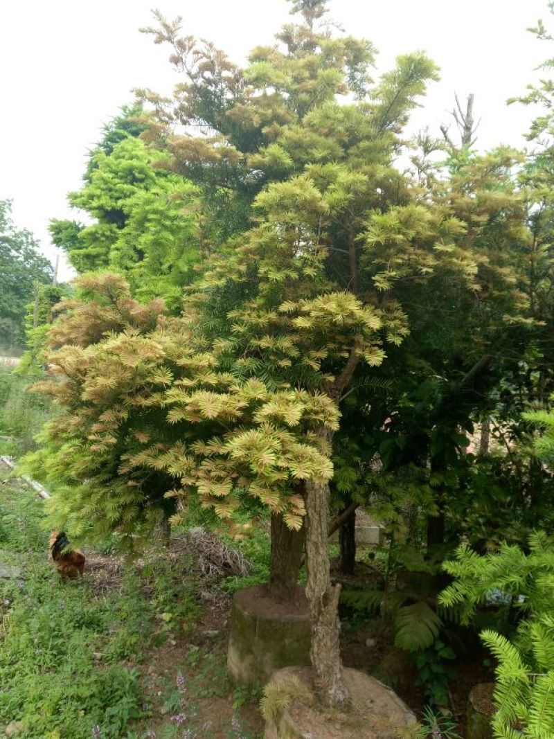 黄枝油杉高杆矮杆都有