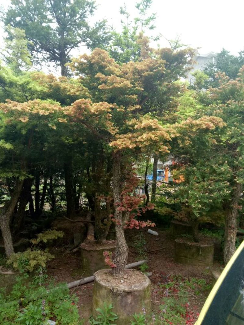 黄枝油杉高杆矮杆都有