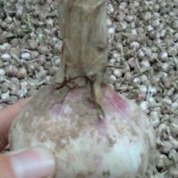 山东东明红皮大蒜，个头大，没蒜芯，品质好