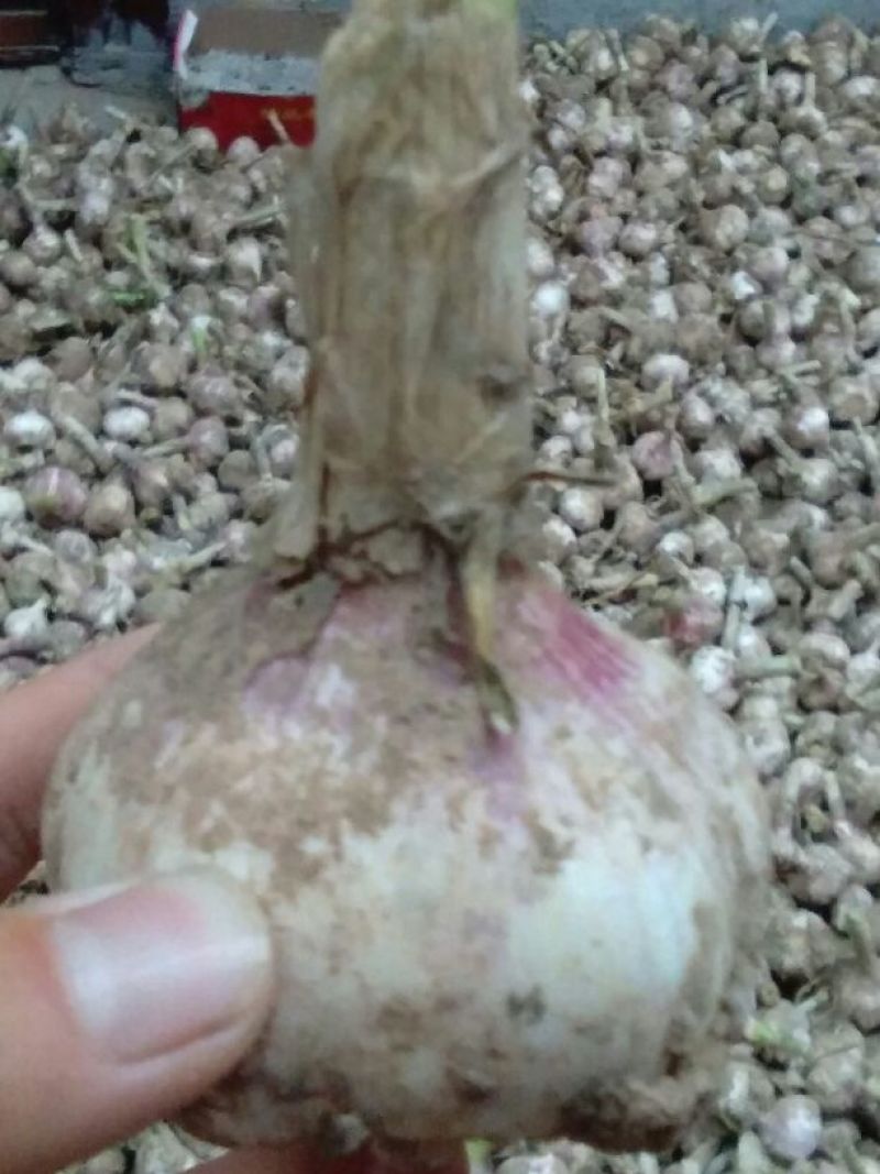 山东东明红皮大蒜，个头大，没蒜芯，品质好