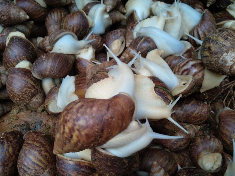 白玉蜗牛