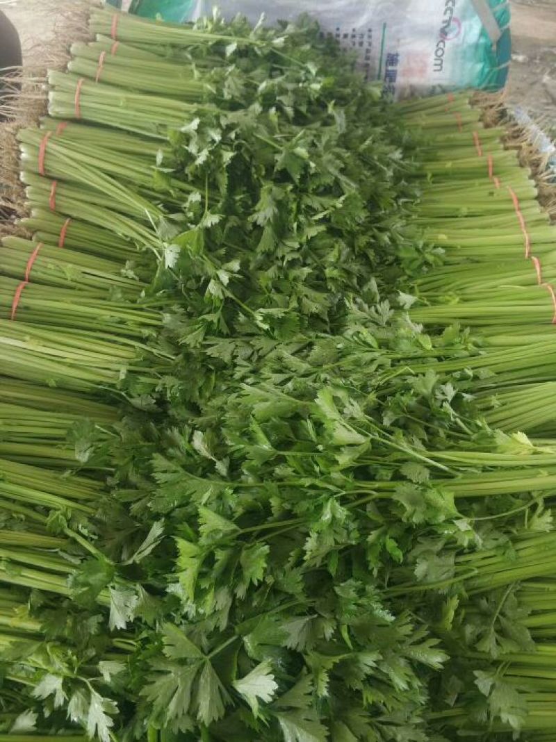 山东精品香芹，芹菜产地直发，质量保证量大优惠，可视频看货