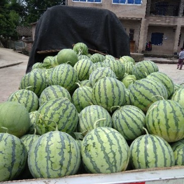 8424正宗玉脆西瓜🍉。