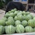 8424正宗玉脆西瓜🍉。