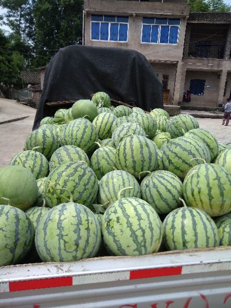 8424正宗玉脆西瓜🍉。