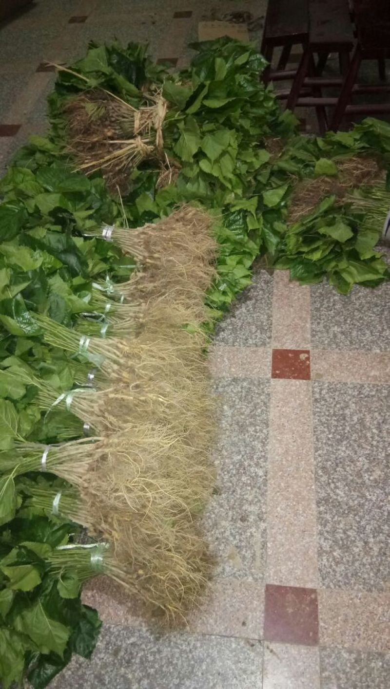 桑树苗农桑14，蚕桑叶桑好品种饲料桑对版