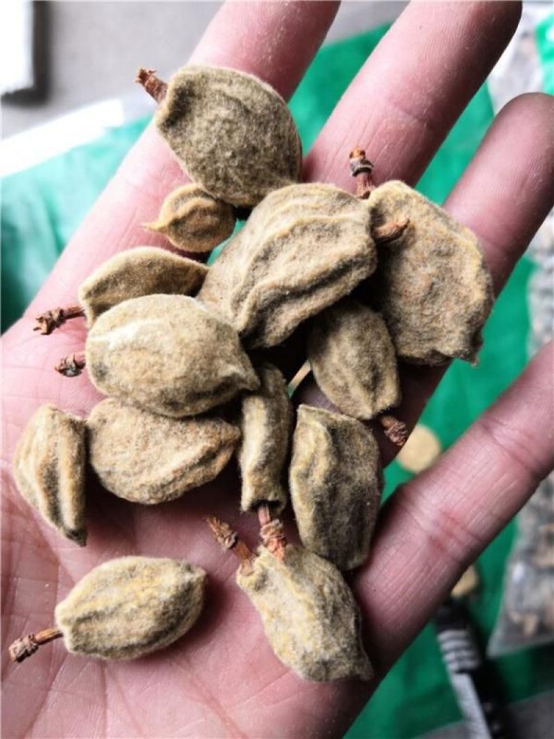 碧桃干