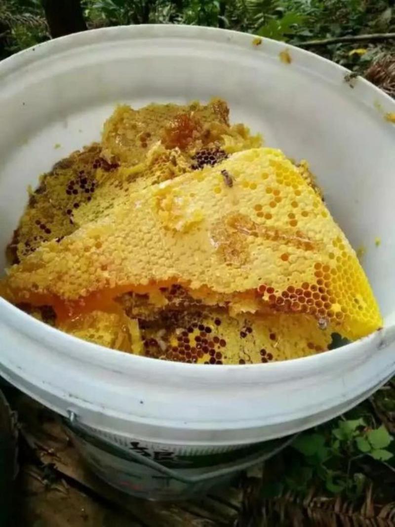 高山野蜂蜜