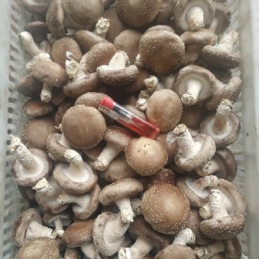 鲜香菇