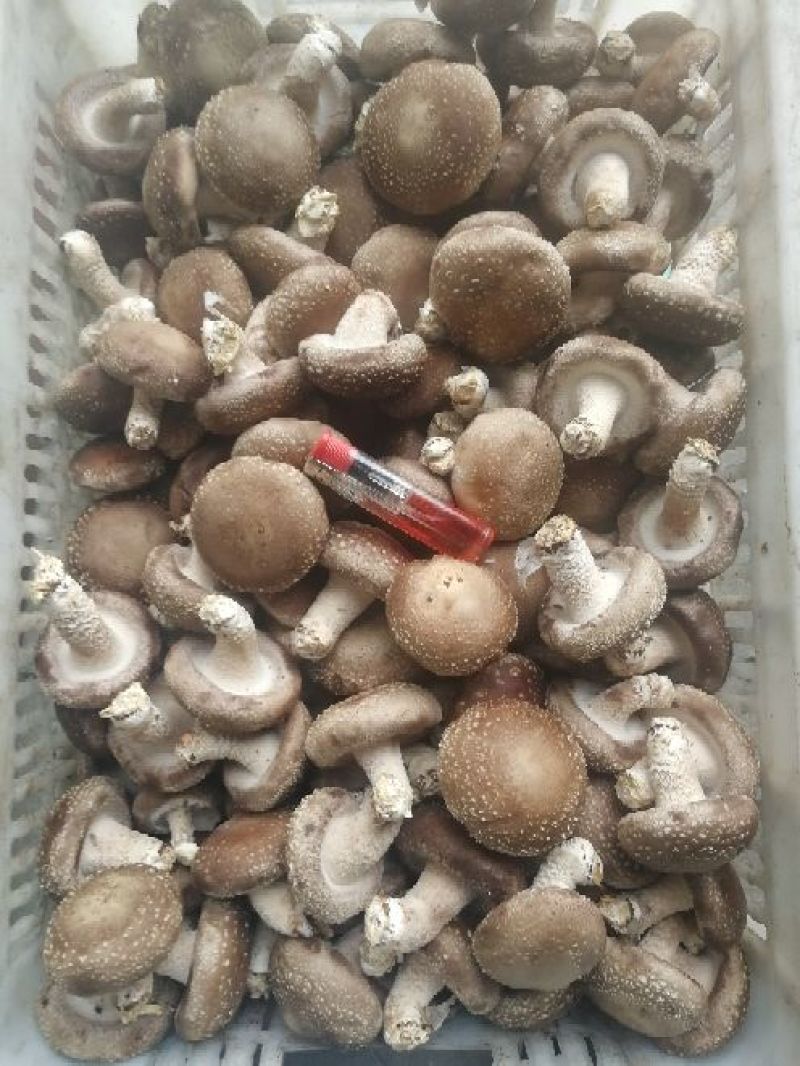 鲜香菇