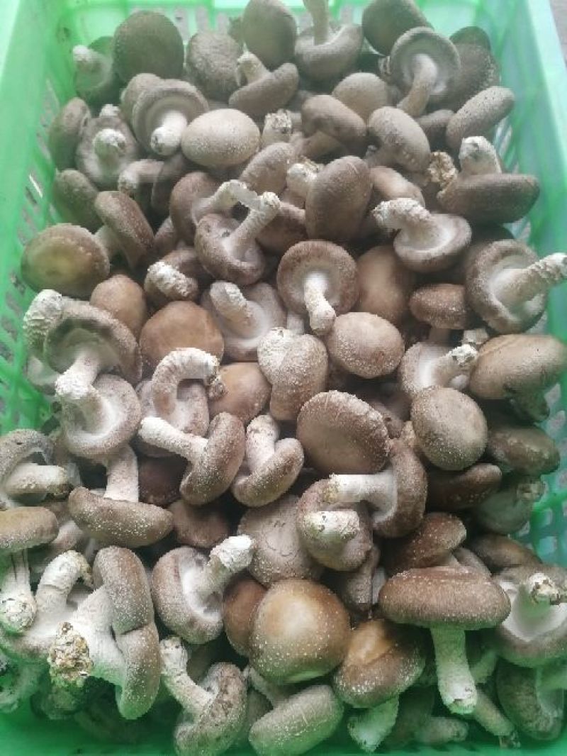 鲜香菇