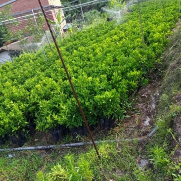 塔罗科血橙柑橘苗大量批发