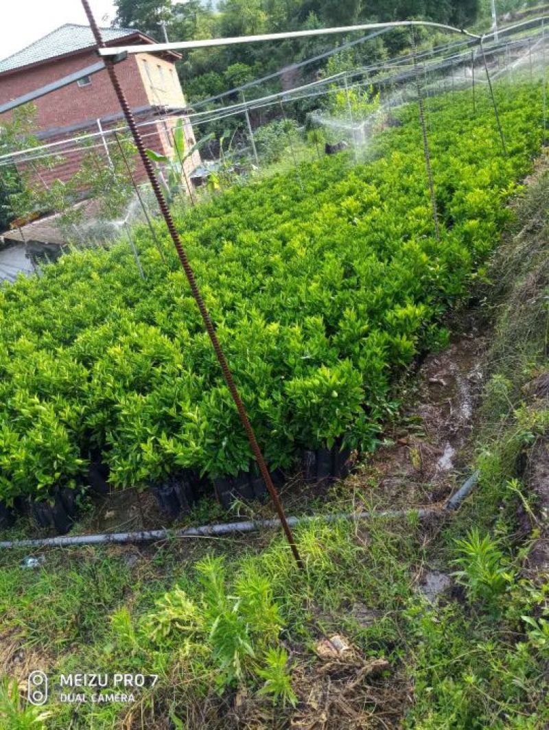 塔罗科血橙柑橘苗大量批发