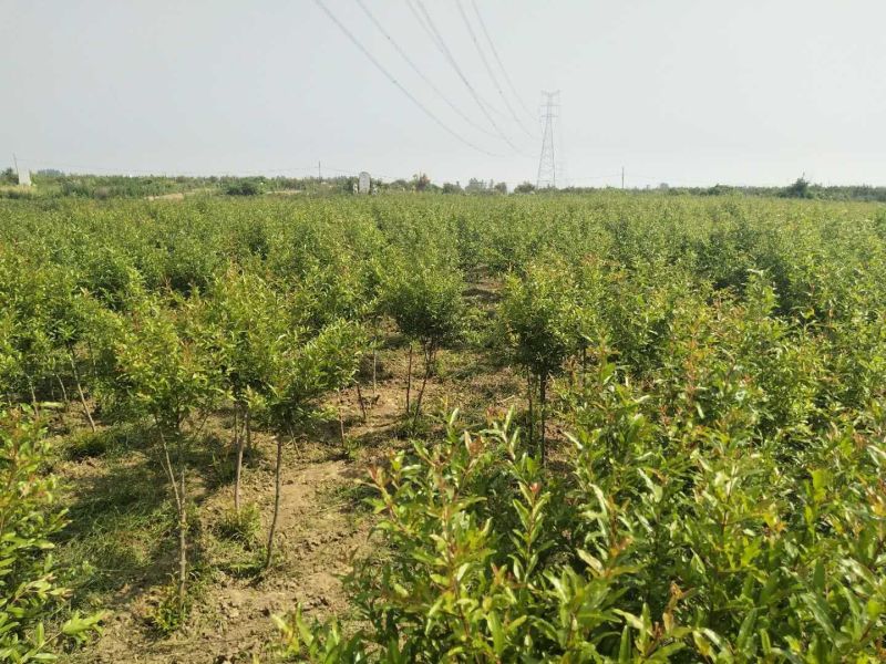 正宗怀远白花玉石籽石榴苗，拥有1000亩石榴园和苗圃