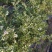 蓝丰蓝莓苗。5年苗带花苞包成活